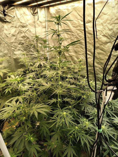 Sunset Sherbet Go Fast. Week 7