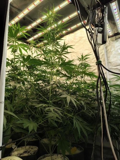 Sunset Sherbet Go Fast. Week 7