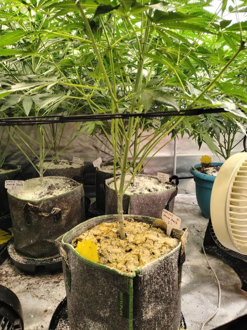 Mango Sherb S1. Week 7