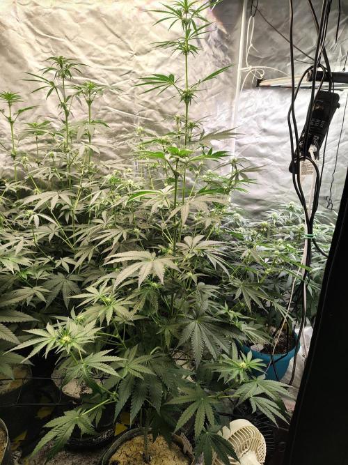 Mango Sherb S1. Week 7