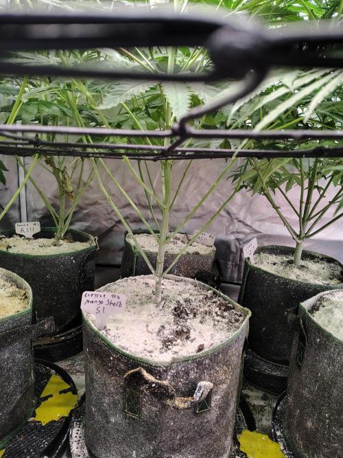 Mango Sherb S1. Week 7