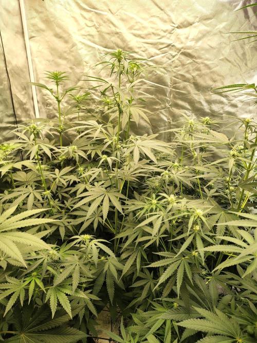 Mango Sherb S1. Week 7