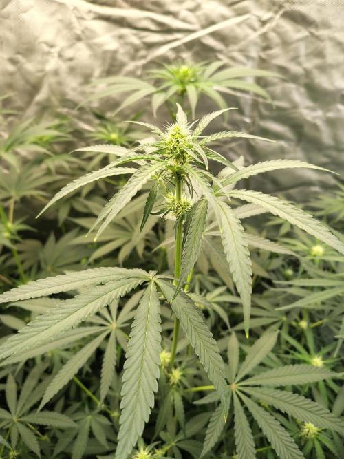 Mango Sherb S1. Week 7