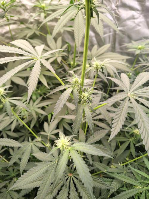 Mango Sherb S1. Week 7