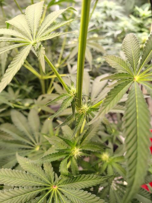 Mango Sherb S1. Week 7