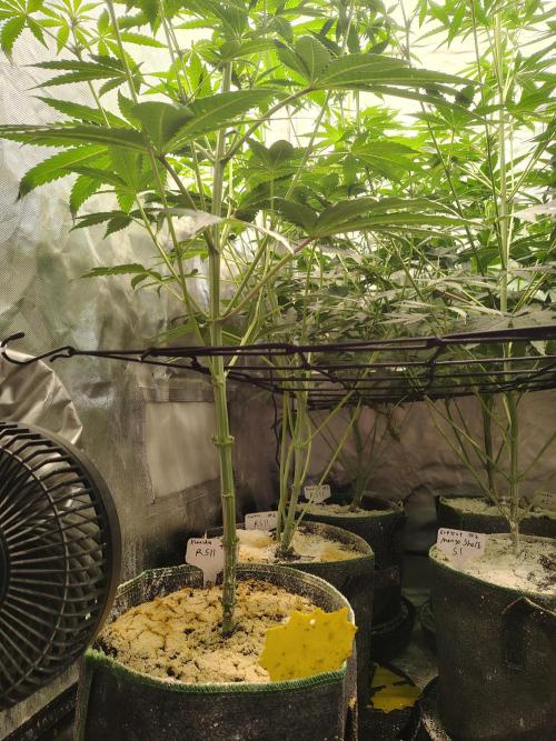 RS11 (Rainbow Sherbet). Week 6