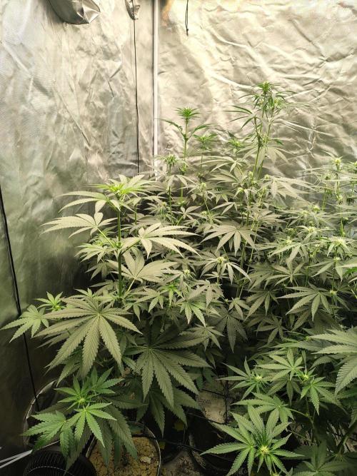 RS11 (Rainbow Sherbet). Week 6