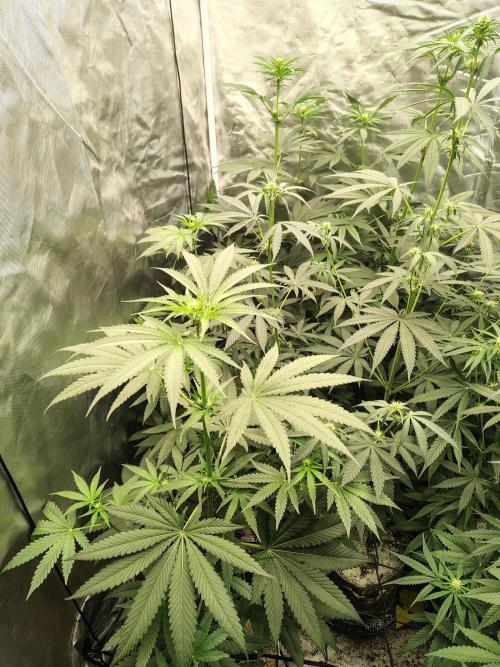 RS11 (Rainbow Sherbet). Week 6