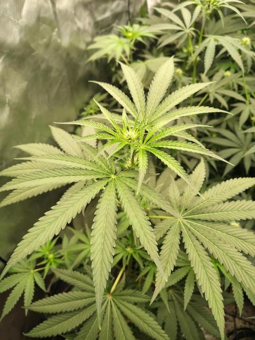 RS11 (Rainbow Sherbet). Week 6