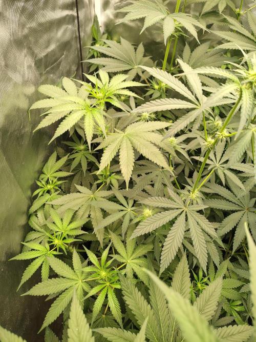 RS11 (Rainbow Sherbet). Week 6