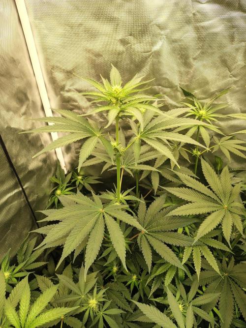 RS11 (Rainbow Sherbet). Week 6