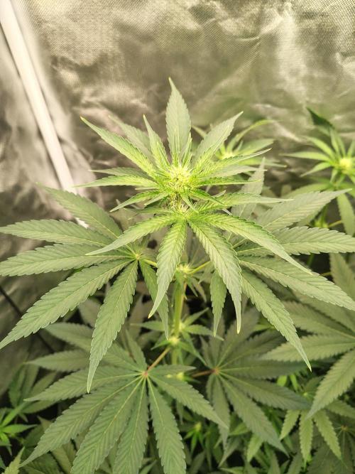 RS11 (Rainbow Sherbet). Week 6