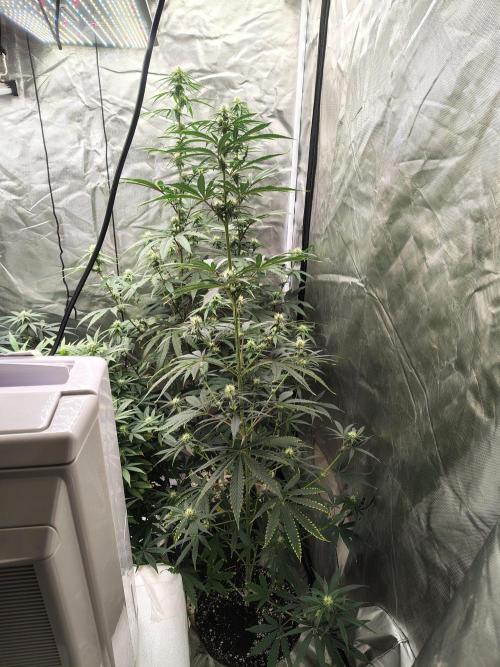 Sunset Sherbet. Week 7