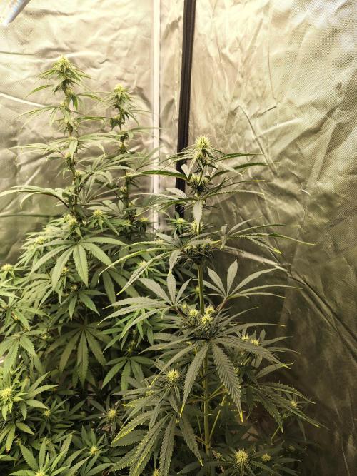 Sunset Sherbet. Week 7