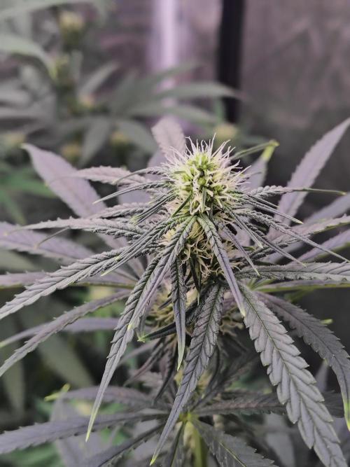 Sunset Sherbet. Week 7