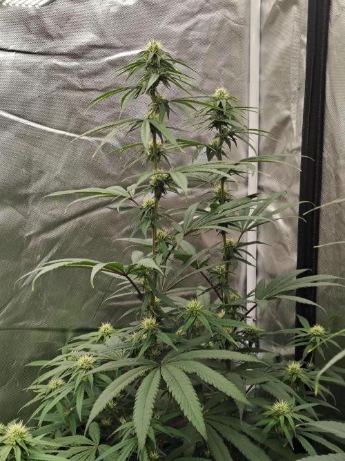 Blueberry Swirl. Week 14