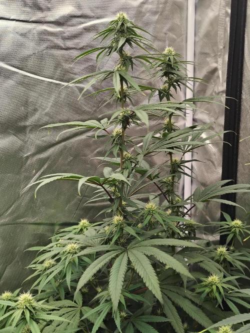 Blueberry Swirl. Week 14