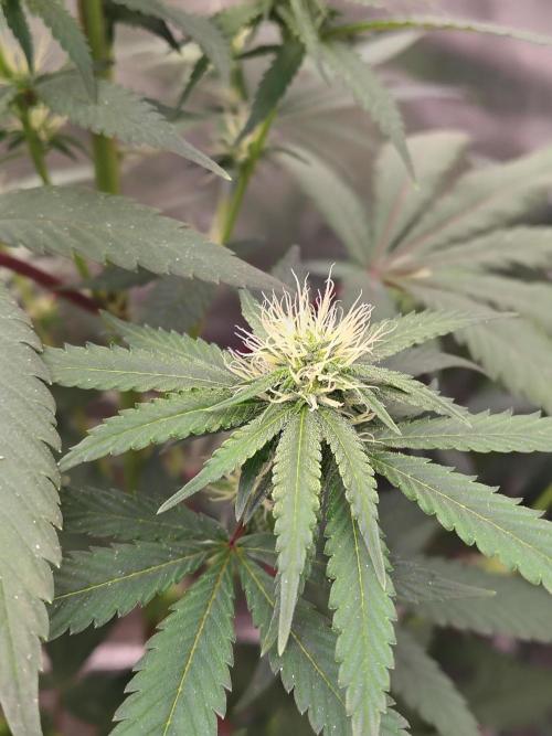 Blueberry Swirl. Week 14