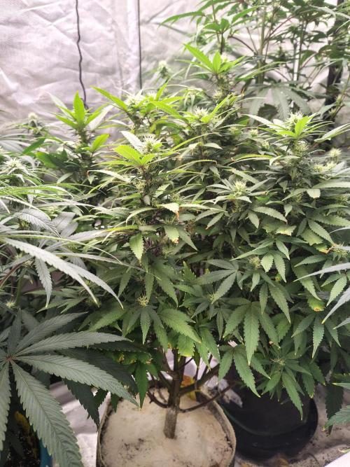 Alien Moonrocks. Week 13