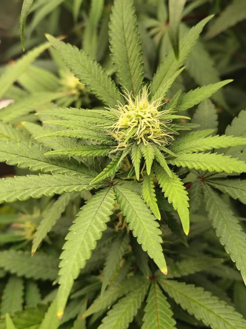 Alien Moonrocks. Week 13