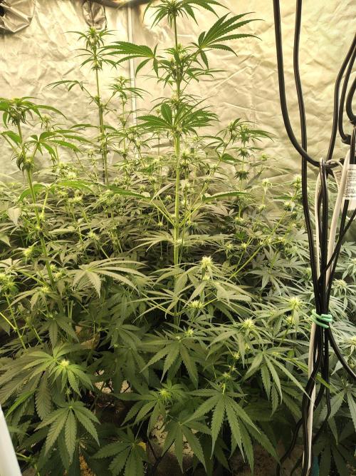 Sunset Sherbet Go Fast. Week 7