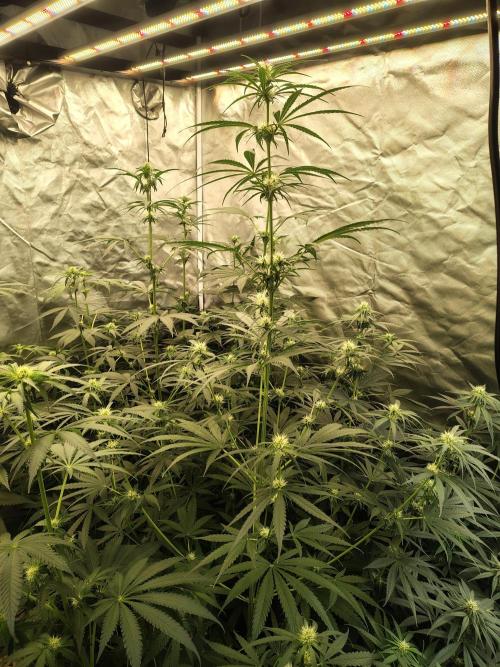 Sunset Sherbet Go Fast. Week 7