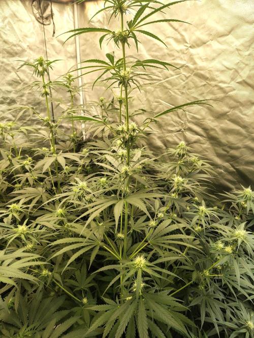 Sunset Sherbet Go Fast. Week 7