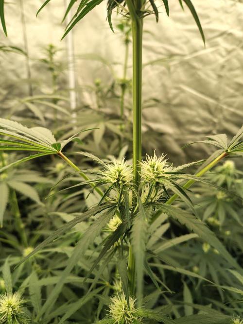 Sunset Sherbet Go Fast. Week 7