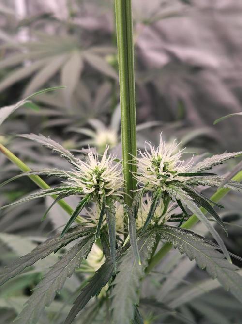 Sunset Sherbet Go Fast. Week 7