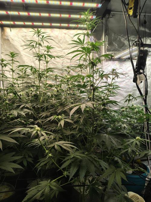 Mango Sherb S1. Week 7