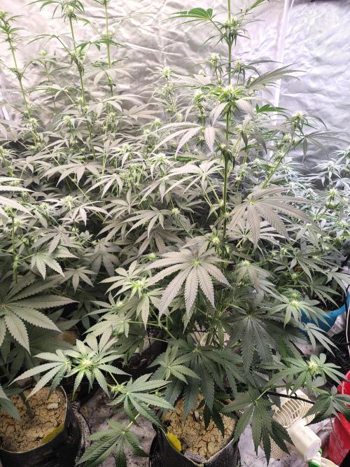 Mango Sherb S1. Week 7