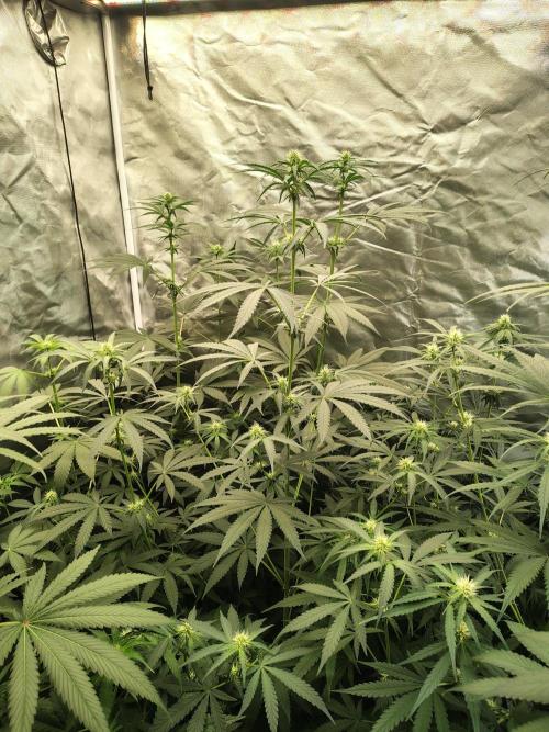 Mango Sherb S1. Week 7