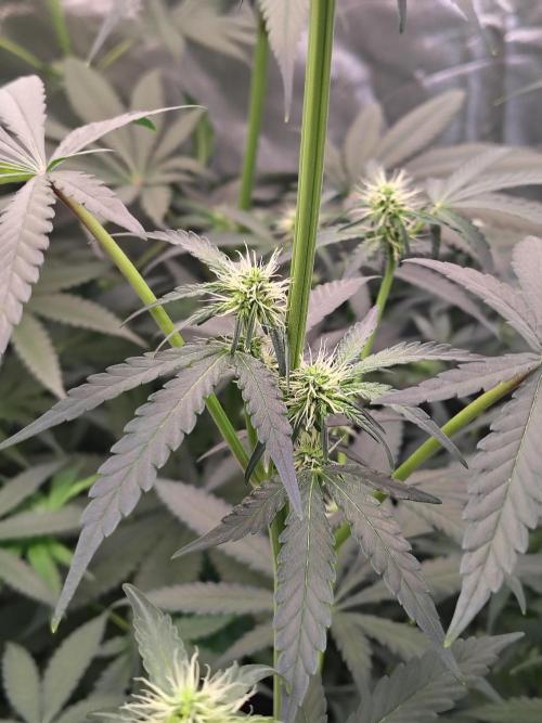 Mango Sherb S1. Week 7