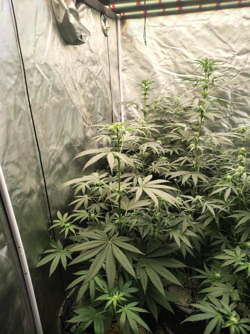 RS11 (Rainbow Sherbet). Week 7