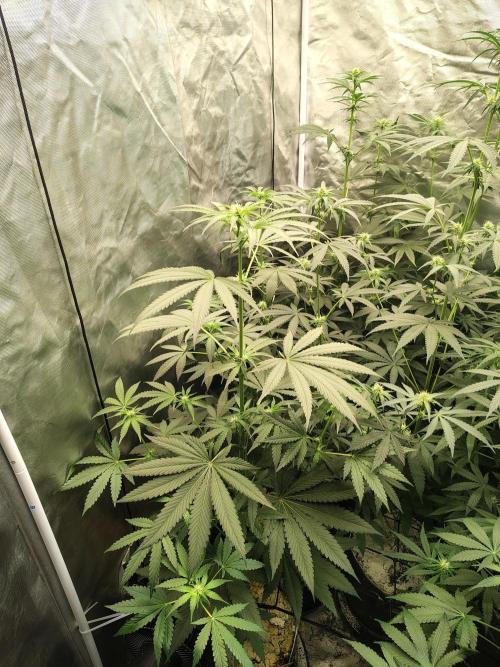 RS11 (Rainbow Sherbet). Week 7