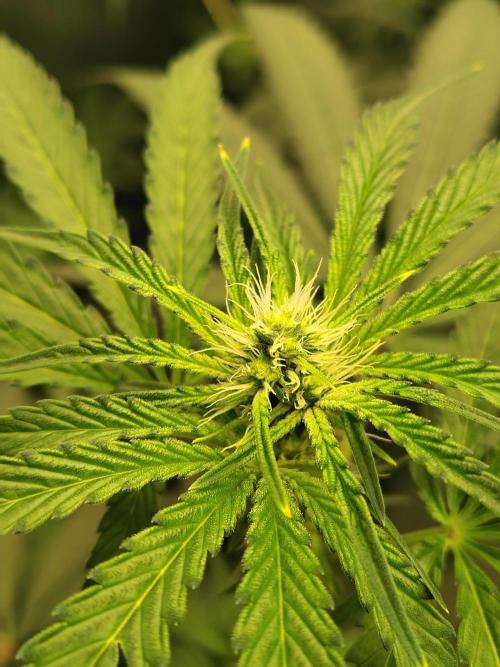 RS11 (Rainbow Sherbet). Week 7