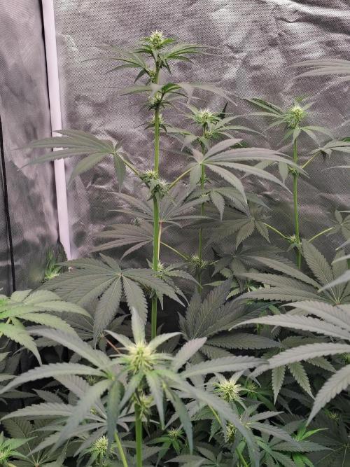 RS11 (Rainbow Sherbet). Week 7