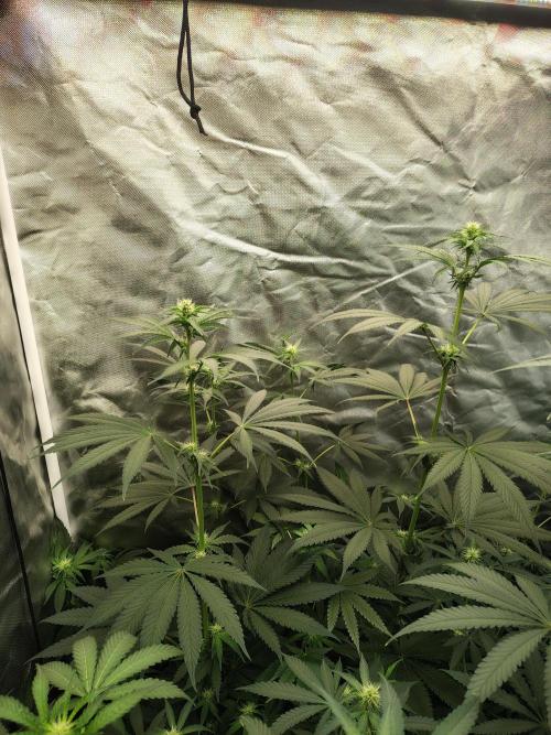 RS11 (Rainbow Sherbet). Week 7