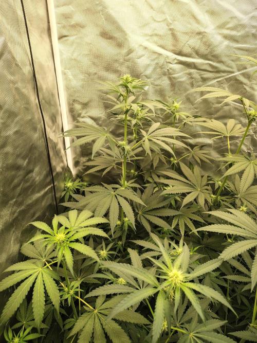 RS11 (Rainbow Sherbet). Week 7