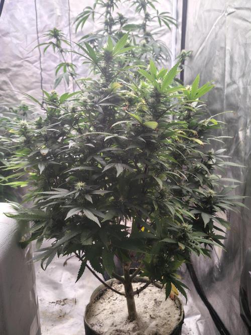 Alien Moonrocks. Week 14