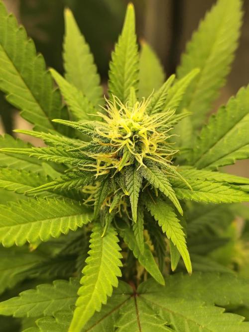 Alien Moonrocks. Week 14