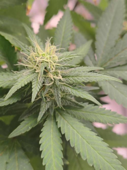 Alien Moonrocks. Week 14