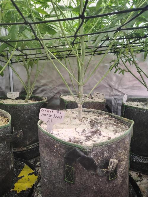 Mango Sherb S1. Week 8