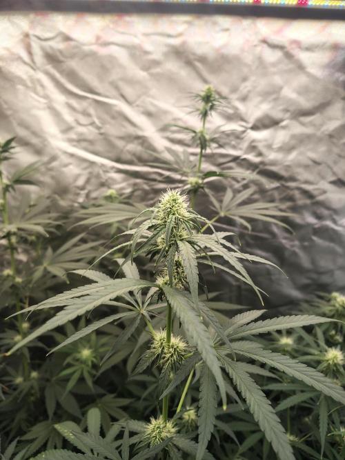 Mango Sherb S1. Week 8