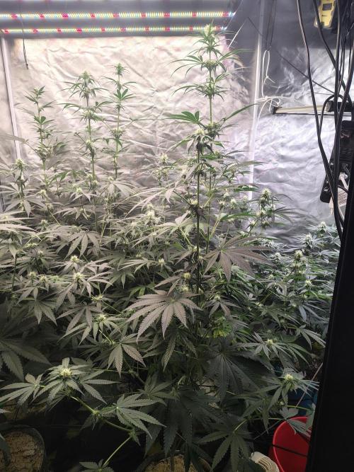 Mango Sherb S1. Week 8