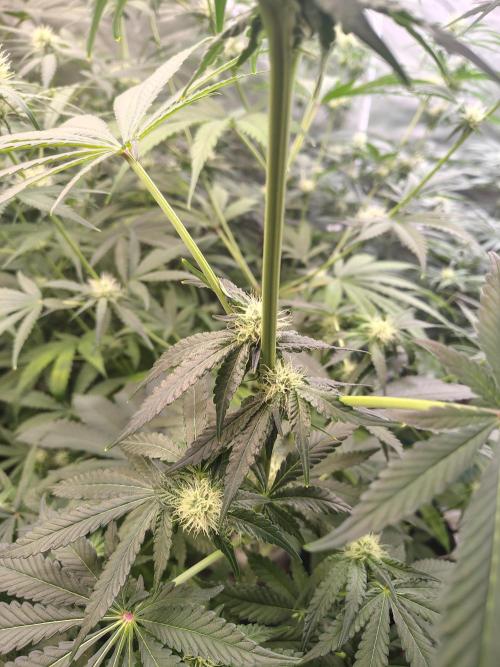 Mango Sherb S1. Week 8