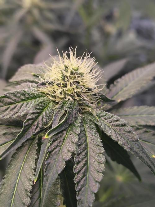 Mango Sherb S1. Week 8