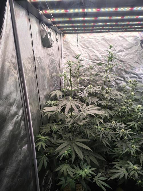 RS11 (Rainbow Sherbet). Week 7