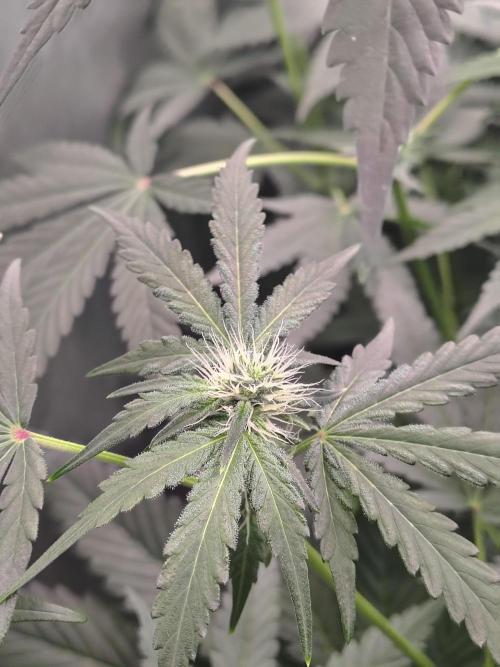 RS11 (Rainbow Sherbet). Week 7