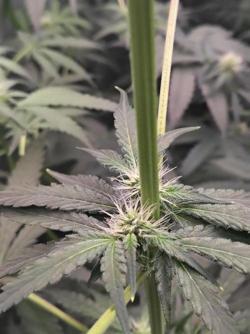 RS11 (Rainbow Sherbet). Week 7